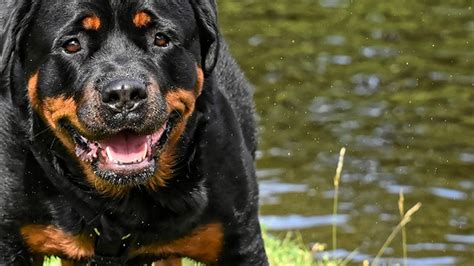 Aprender Sobre 86 Imagem Maior Rottweiler Do Mundo Br Thptnganamst