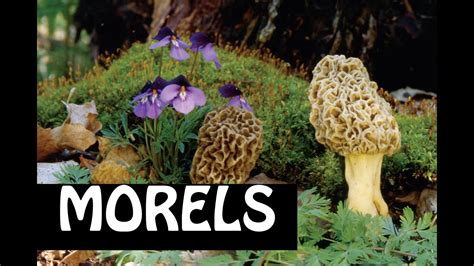 Morels 1 Where To Find Them How To Id Types Of Morels Youtube