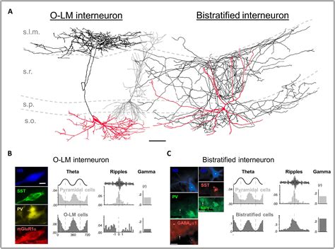 Frontiers Dendritic Inhibition Mediated By O Lm And Bistratified