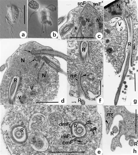 a, b Light and c-h electron micrographs of Hexamita sp. a, b ...