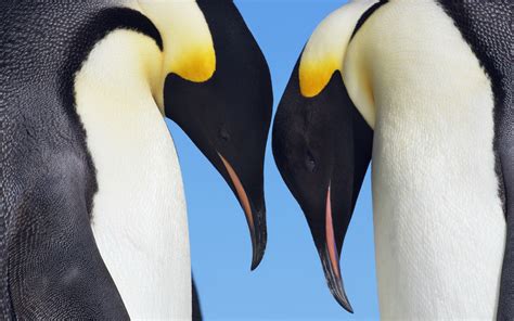 Emperor Penguin Wallpaper And Background Image 1680x1050 Id384002