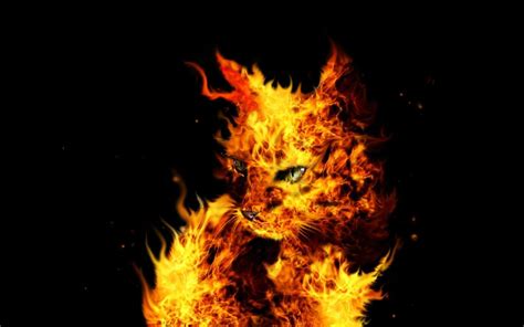 Fire Cat Wallpapers Top Free Fire Cat Backgrounds Wallpaperaccess