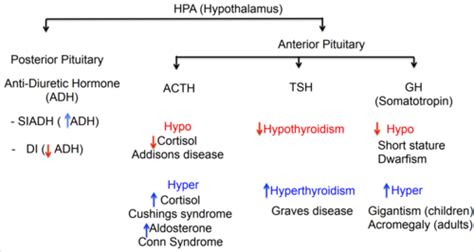 Endocrine Unit PathoPharm Final Exam Flashcards Quizlet