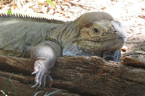 Rhinoceros Iguana | The Animal Facts | Appearance, Diet, Behavior