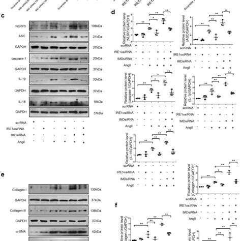 IMD153 Inhibited Myocardial Fibrosis And Hypertrophy A Quantitative