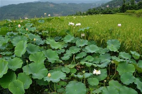 萬盛經開區石林鎮：荷花水稻交相輝映 每日頭條