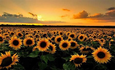 Asombrosas fotos de los campos de girasoles en México Campo de