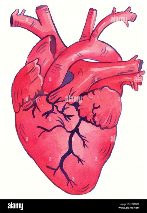 Human Heart Watercolor Illustration Human Anatomical Heart Stock Photo