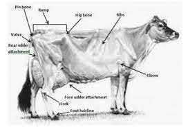 What Are The 6 Breeds Of Dairy Cattle Gegu Pet