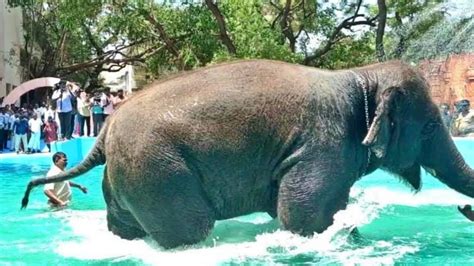 Elephant Kills Mahout And Relative In Tamil Nadu S Tiruchendur Temple