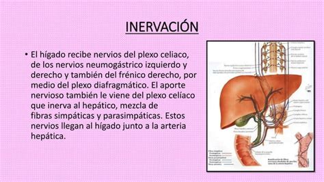 Higado Y Vias Biliares PPT Descarga Gratuita