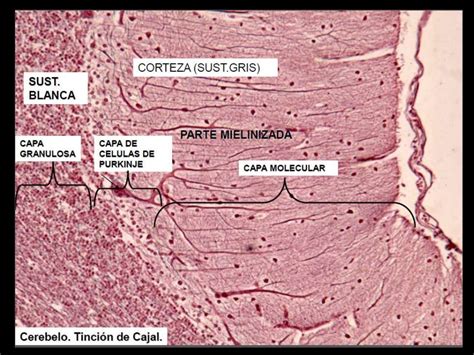 S N C Cerebelo Histolog A