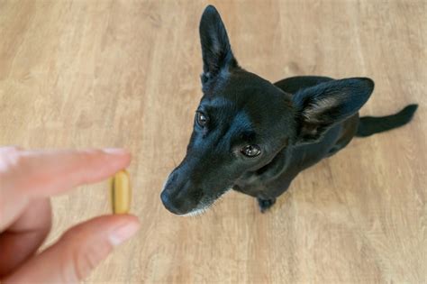 how much fish oil to give dogs