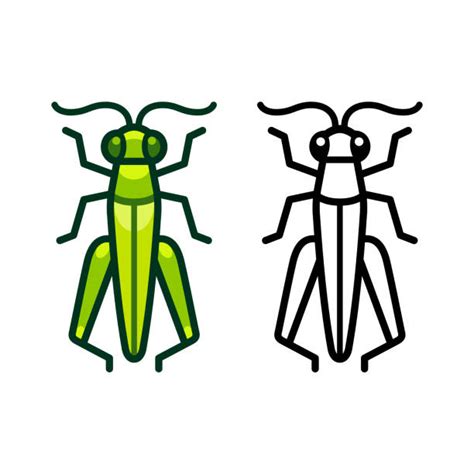 Fantastic Info About How To Draw A Cricket Bug - Partnershipcopy26