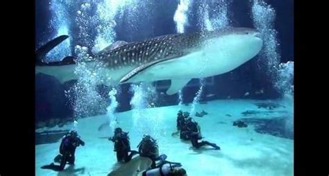 Atlanta Aquarium Whale Shark