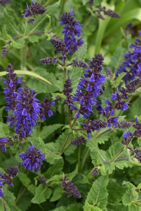 Salvia X Sylvestris Mainacht MAY NIGHT Proctors Nursery