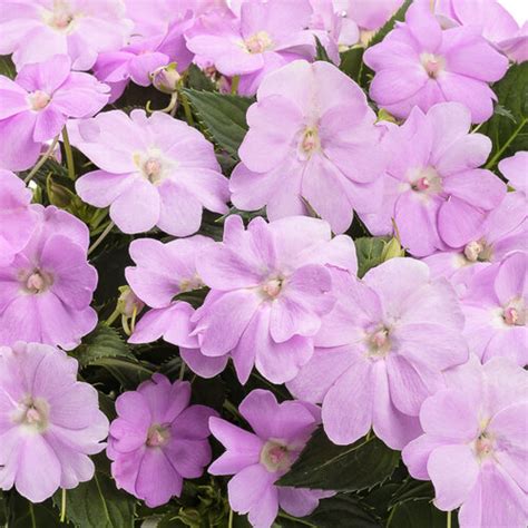 Impatiens X Hybrida Sunpatiens Compact Deep Red Pleasant View Gardens