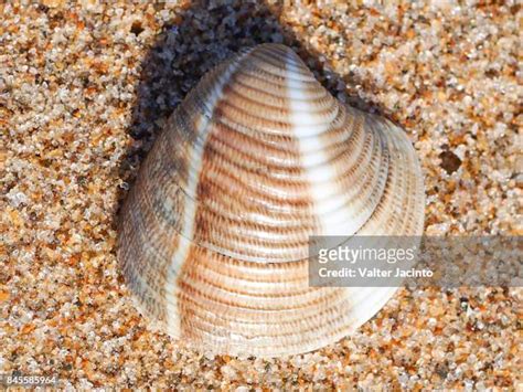 Venus Clam Shell Photos And Premium High Res Pictures Getty Images