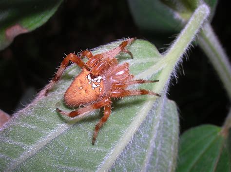 Recregarden: ARANEUS DIADEMATUS