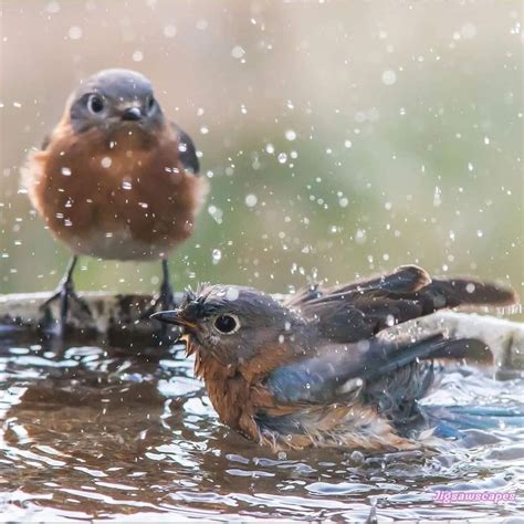 Pin di Gurutze Ramos su AVES FOTOGRAFÍA