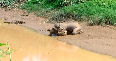 Four Arrested In Connection With Killing Of Borneo Pygmy Elephant New