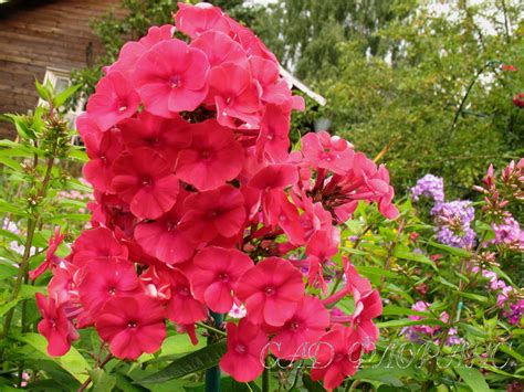 Сад Флоранс - Флоксы - (Phlox)