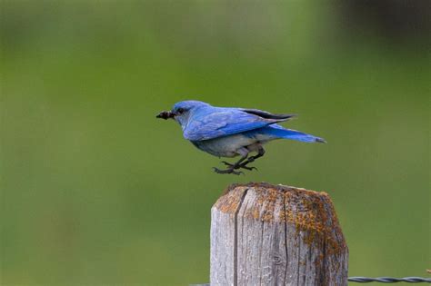 Mountain Bluebird - Facts, Diet, Habitat & Pictures on Animalia.bio ...