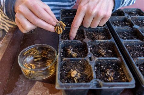 Renoncule Plantation Entretien Soin Le Parisien