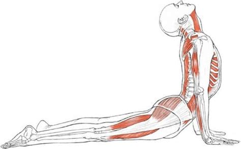 Yoga Anatomy 100 Important For Yoga Teacher And Practitioner