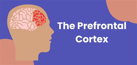 Leading from the front: the prefrontal cortex | Happiest Health