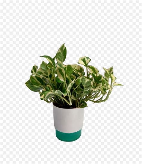 زهور ل Houseplant مصنع صورة بابوا نيو غينيا