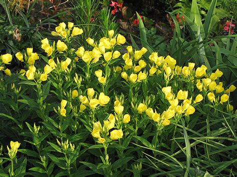 Sundrops Oenothera Fruticosa In Baltimore Timonium Hunt Valley