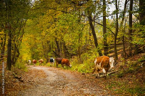 Cows On A Rural Road With A Beautiful Autumn Landscape Background In