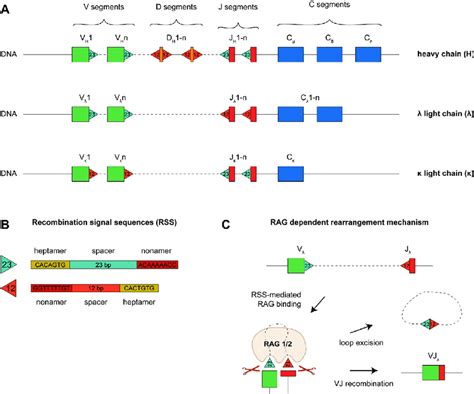 Position And Structure Of Recombinase Signal Sequences Rsss At The V