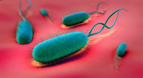 Infecci N Por Helicobacter Pylori Sus Implicaciones Para La Salud Y Su