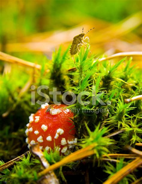 Poisonous Mushrooms Stock Photo Royalty Free FreeImages