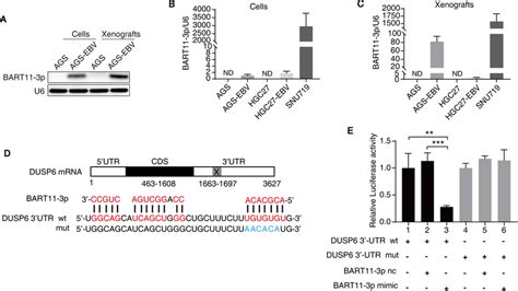 EBV Encoded MiR BART11 3p Expressed In AGS EBV Cells Directly Targets