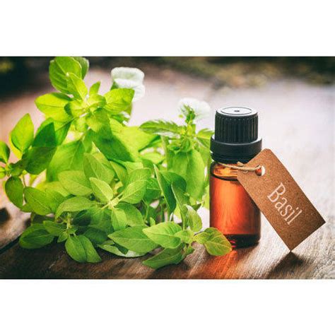 Basil Essential Oil The Blossom