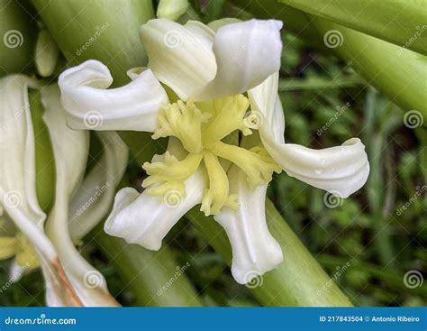 Papaya Female Flower stock photo. Image of tropical - 217843504