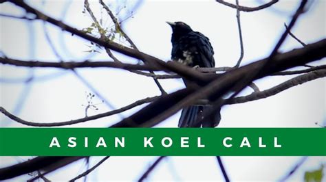 Asian Koel Call Bird Song Of The Asian Koel Youtube