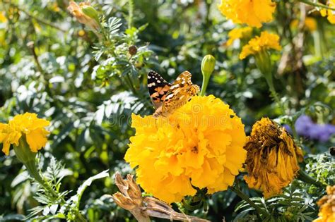 Borboleta Em Flor Amarela No Canteiro De Flores Imagem De Stock