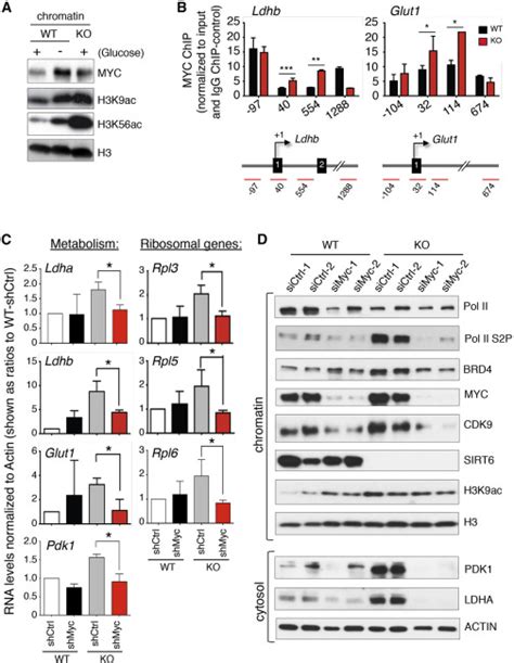 The Histone Deacetylase SIRT6 Restrains Transcription Elongation via ... 