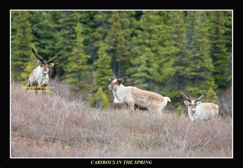 Caribou Herd