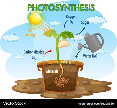 Photosynthesis Cycle