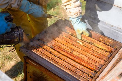 Peternak Lebah Di Tempat Pemeliharaan Lebah Peternak Lebah Bekerja