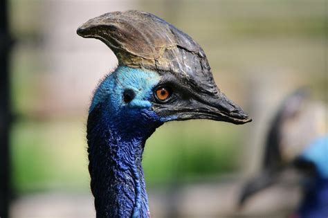 New Clue In Curious Case Of Cassowary Casque