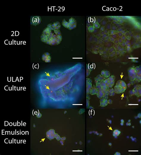 Fluorescent Immunostaining Of HT 29 And Caco 2 Cells A HT 29 Cells