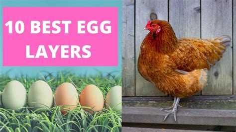 Best Chickens For Laying Eggs Youtube