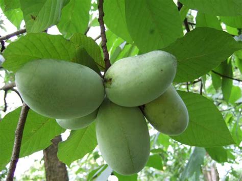 Stalking The Exotic And Wild Paw Paw Tree — Veggie Gardening Tips