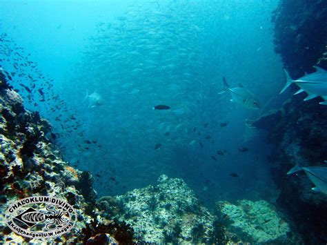 The Chaloklum Diving PADI team reassemble on Koh Phangan - Chaloklum ...